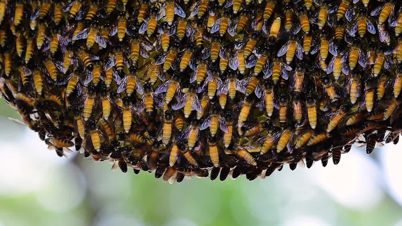 se sabe que las abejas melíferas gigantes construyen grandes colonias de nidos con bolsillos simétricos hechos de cera para almacenar miel como fuente de alimento.