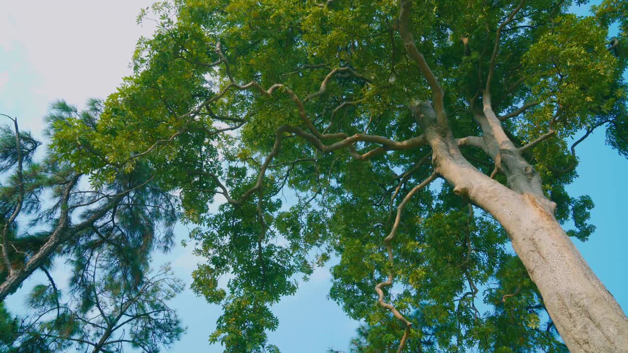 árboles balanceados por el viento