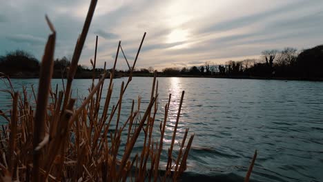 Tiro-Amplio-De-ángulo-Bajo-De-Una-Puesta-De-Sol-Sobre-Un-Lago,-Caña-Cortada-En-Primer-Plano