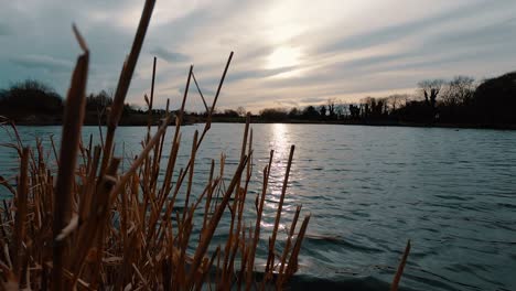 low angle wide shot of a sunset over a lake, cut reed in the foreground