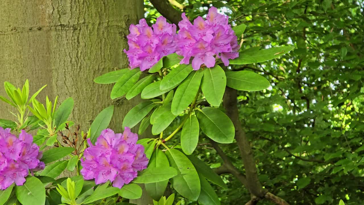 Close-up of purple rhododendron flowers blooming in a lush garden