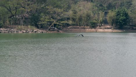 hermosas cigüeñas vuelan rápido sobre el gran lago entre los árboles gruesos