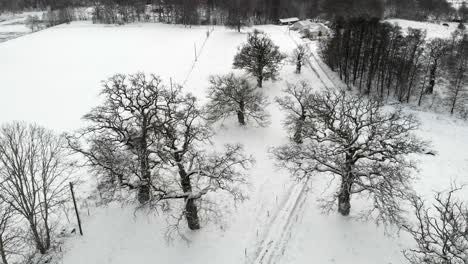 Historische-Eichen,-Karg-Mit-Schnee,-Umkreisende-Antenne