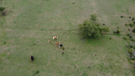 Una-Vista-Maravillosa-Desde-El-Dron,-De-Las-Vacas-Y-El-Viñedo-En-El-Pueblo