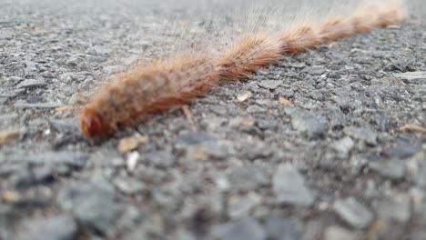 a slow-motion video of hairy caterpillars walking in a single line