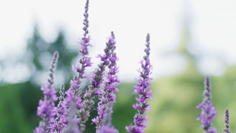 primer plano de una flor de lavanda que crece en un campo