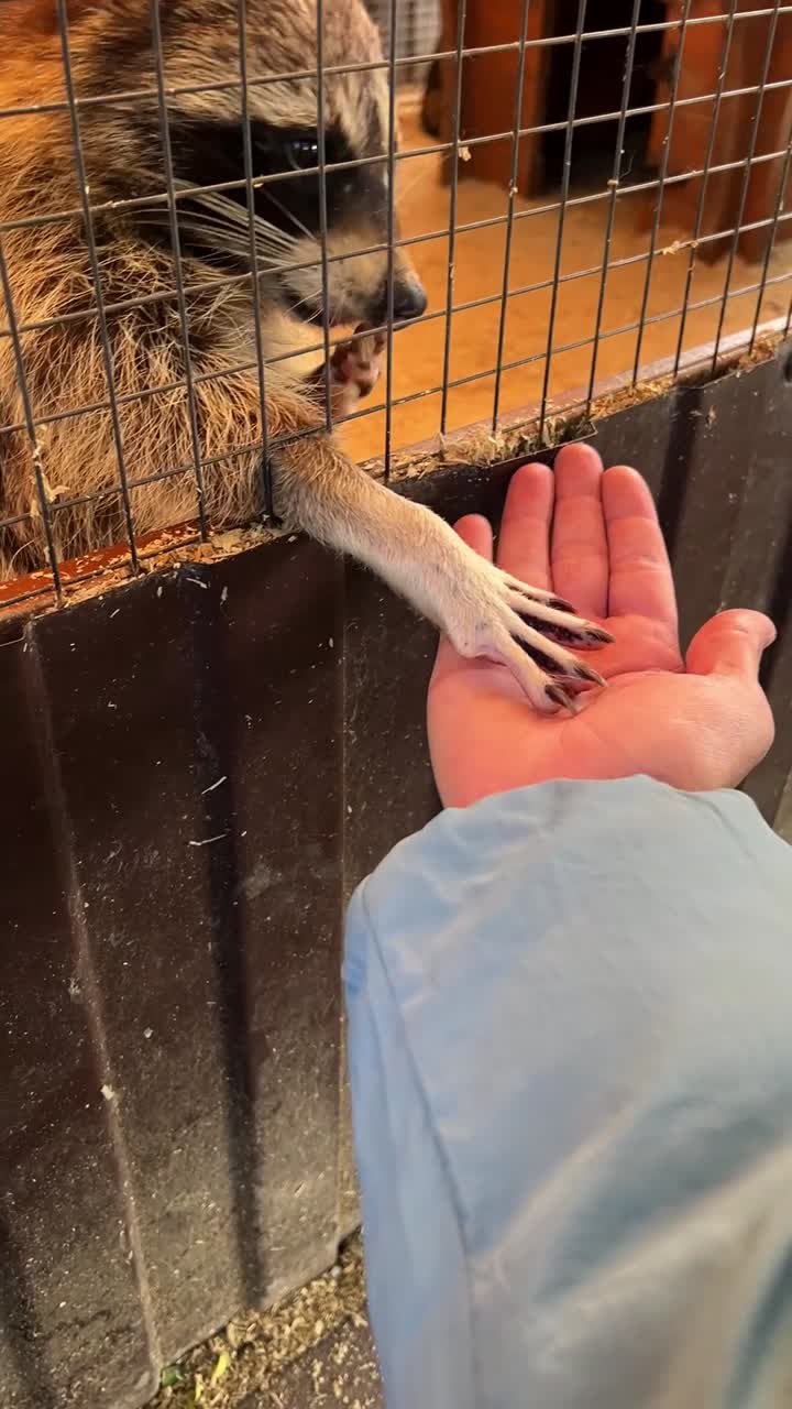 Raccoon interacting with a person through a cage