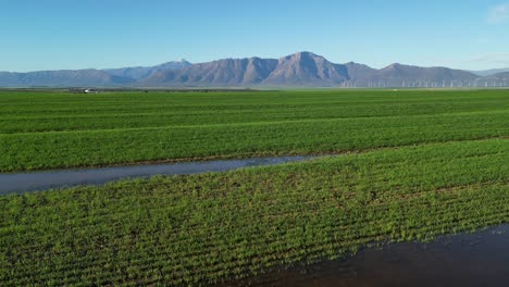 Campos-De-Trigo-En-El-Valle-De-Riebeek