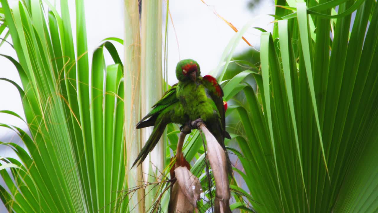 Two green parrots perched on a palm tree surrounded by tropical leaves