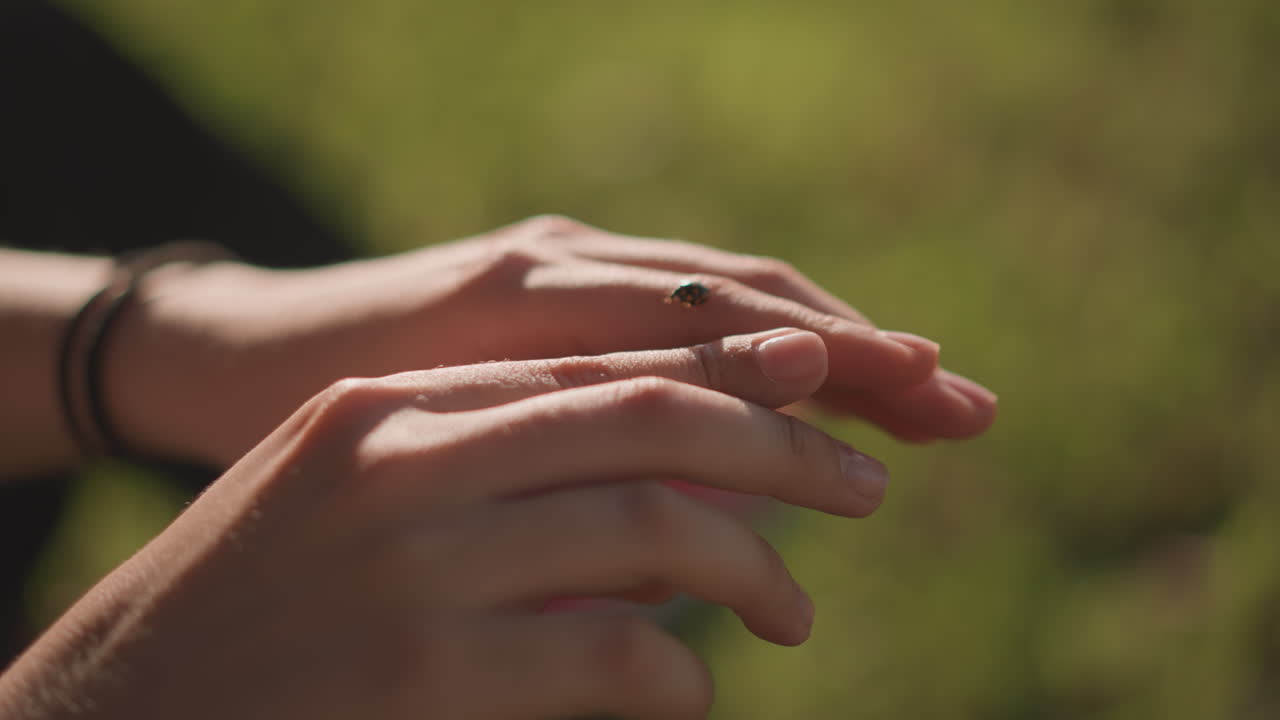 Close up hands with ladybug exploring sunlit grass, gentle finger movements, wrist bracelets catching warm light, intimate slowmotion detail capturing delicate insect, calming outdoor mood for nature