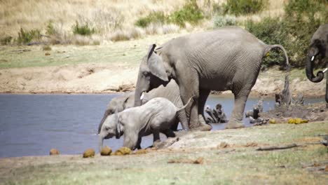 Elefantes-Africanos-Jugando-En-Un-Pozo-De-Agua-En-La-Reserva-Natural-De-Pilansberg,-Sudáfrica