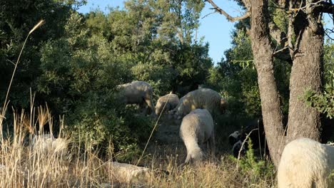 sheep grazing field