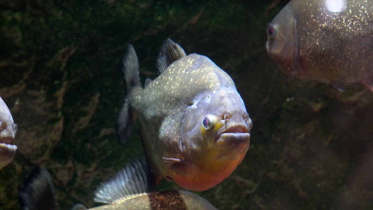 grupo de pirañas de vientre rojo en el primer plano de corea de la ciudad de danyang del acuario danuri