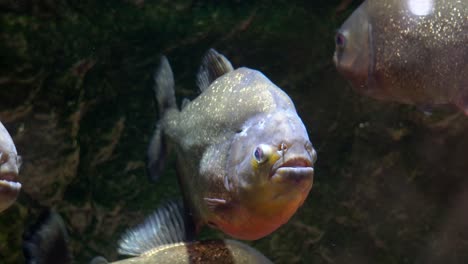 grupo de pirañas de vientre rojo en el primer plano de corea de la ciudad de danyang del acuario danuri
