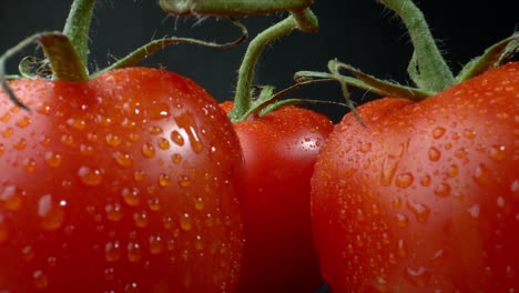 tomatoes close-up on a branch. a bunch of wet tomatoes sprinkled with water