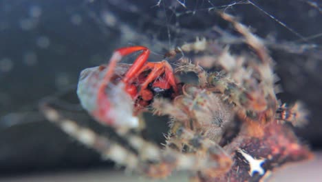 una foto macro de una araña gato comiendo un avestruz.