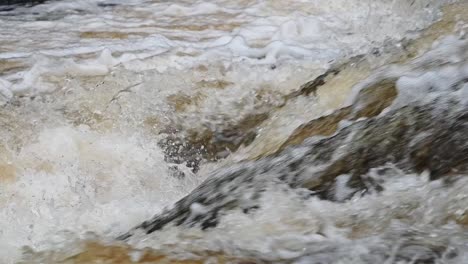 close up footage of large wild atlantic salmon leaping the falls in slow motion- tripod shot