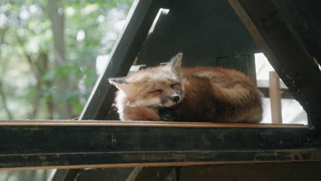 slow-mo shot of calm fox sleeping in the shade under the roof during daytime in zao fox village in japan