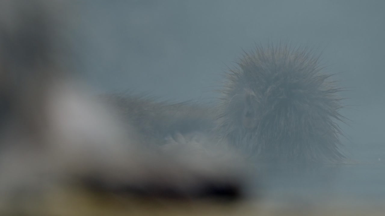 An intimate scene of two Japanese snow monkeys (macaques) in the steaming onsen at Jigokudani Monkey Park, Japan.