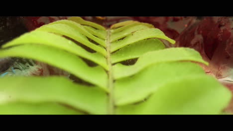 primer plano de una hoja de helecho