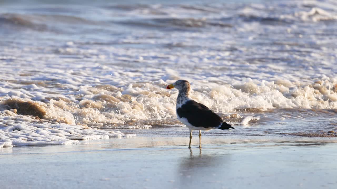 A Kelp Gull walks along the shoreline at Bellarine Peninsula, interacting with gentle waves under soft natural lighting