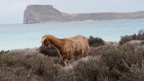 Ziegen-Grasen-Und-Füttern-Den-Strand-Von-Balos