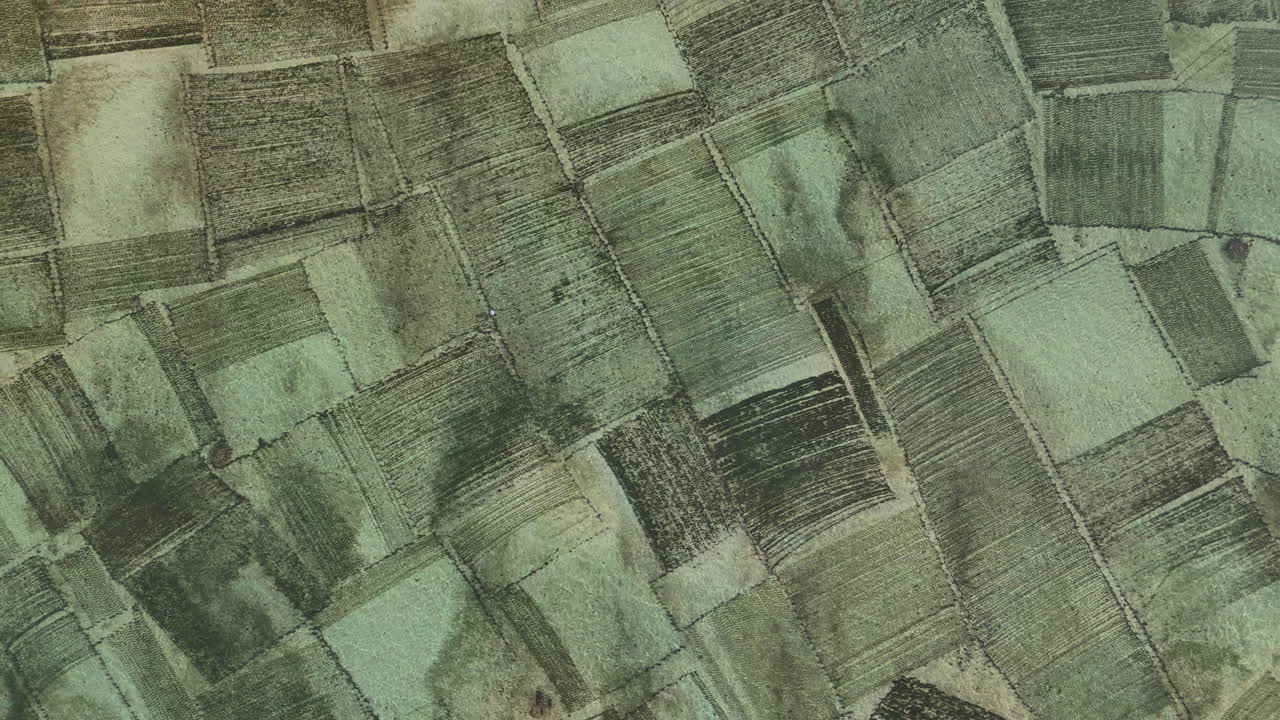 campos de plantaciones de algas verdes en sumbawa, indonesia, vista aérea de arriba hacia abajo