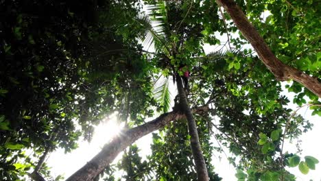 Hombre-Trepando-A-Un-árbol-Para-Buscar-Coco-En-Una-Isla-Tropical,-Islas-Salomón