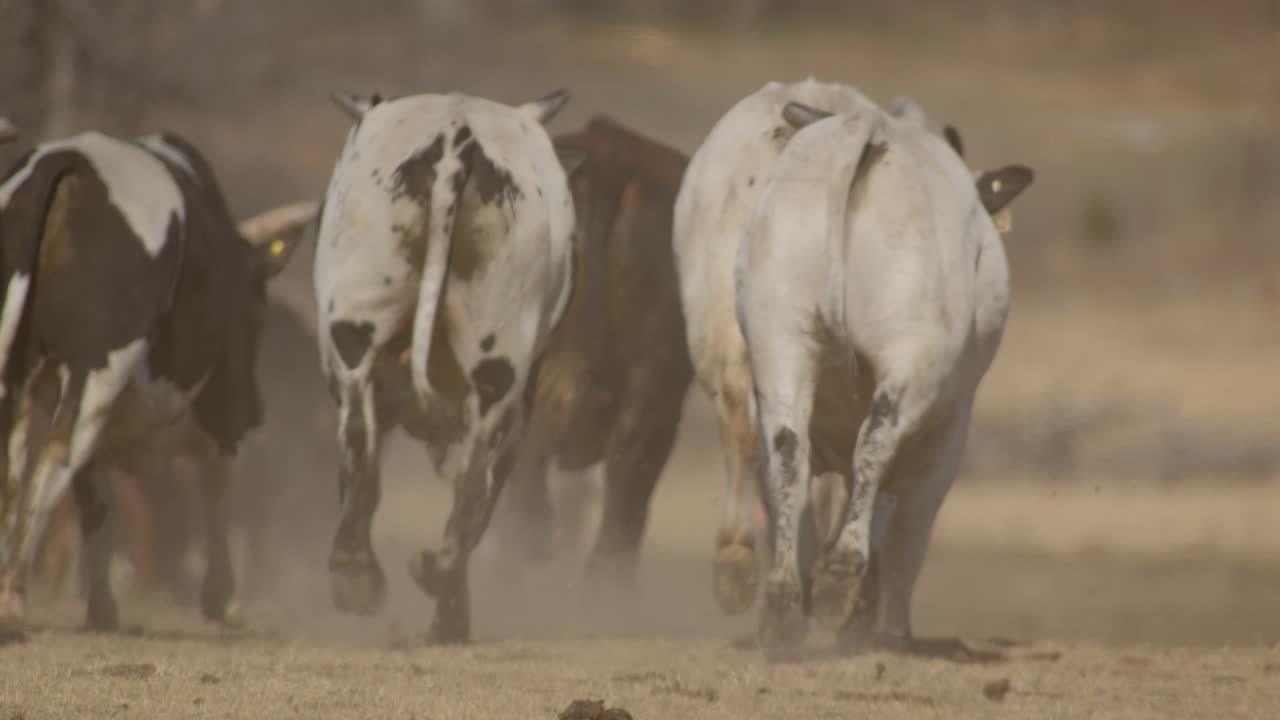 estampida de toros huyendo en las tierras de cultivo rurales de texas en el país