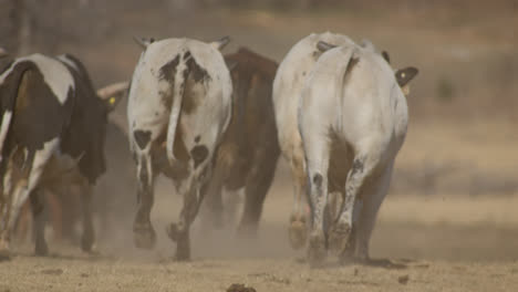 Ansturm-Von-Bullen,-Die-Auf-Dem-Ländlichen-Texas-Ackerland-Des-Landes-Davonlaufen