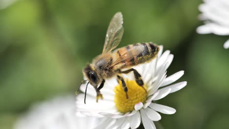 Abeja-En-Una-Margarita-Recogiendo-Polen-Soleado-Día-De-Primavera-Francia