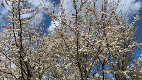 Cherry blossoms against clear blue sky in europe