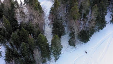 Vista-Aérea-De-Un-Ciervo-Caminando-Hacia-Un-Bosque-Desde-Un-Campo-Nevado