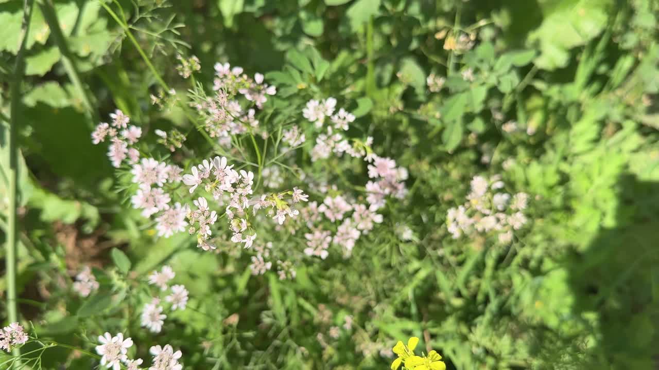 Flower of the coriandrum sativum l in garden or flower of the cilantro or Chinese parsley flower in the garden or dhania flower