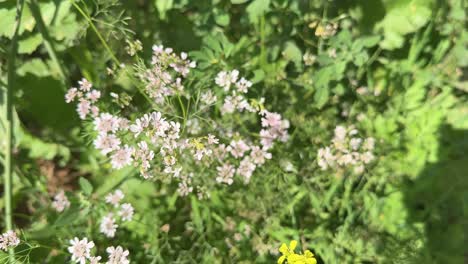 flower of the coriandrum sativum l in garden or flower of the cilantro or chinese parsley flower in the garden or dhania flower