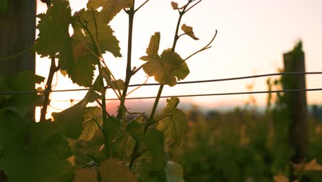 orbiting shot of a vine with a beautiful sunset in the background at a vineyard during dusk in waipara, new zealand