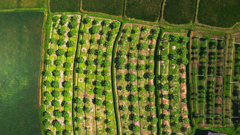 Rows-of-papaya-trees-growing-in-tropical-agricultural-plantation,-Bali