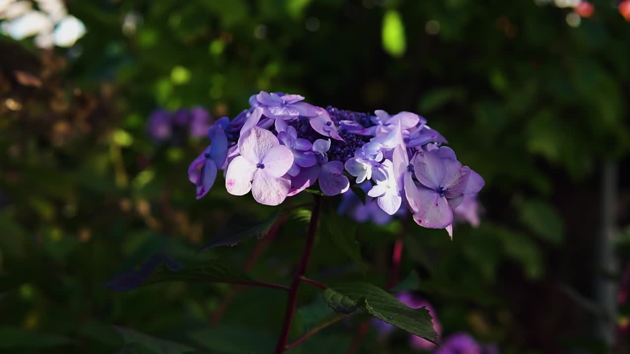 primer plano de una flor de hortensia azul púrpura brillante con un fondo verde exuberante
