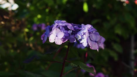 Close-up-shot-of-a-bright-purple-blue-hydrangea-flower-with-a-green-lush-background