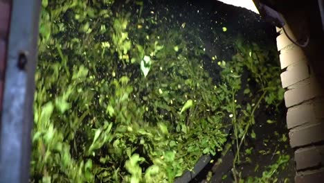 yerba mate processed by automatic sorting and drying in slow motion