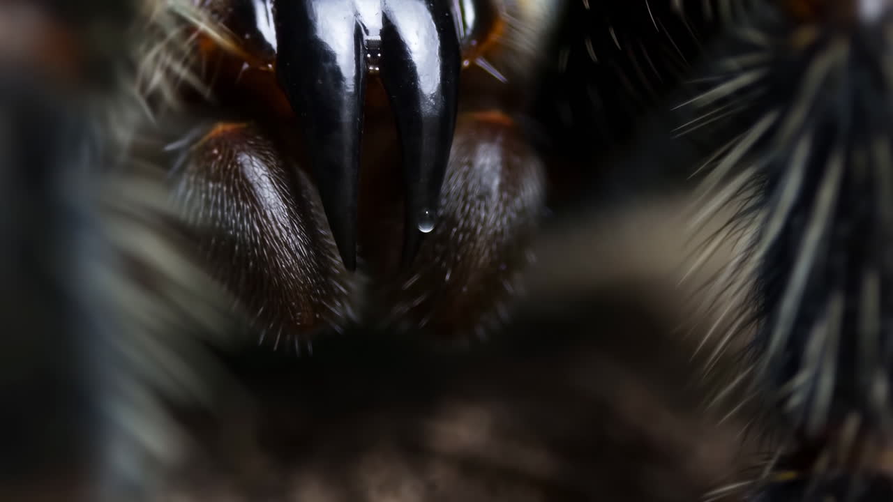 Extreme Close-up of a Spider's Fangs with a Venom Drop