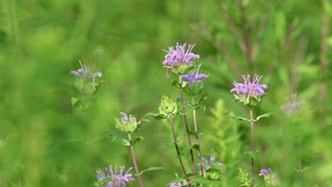 Wild-bergamot-flowers-pan,-Ohio