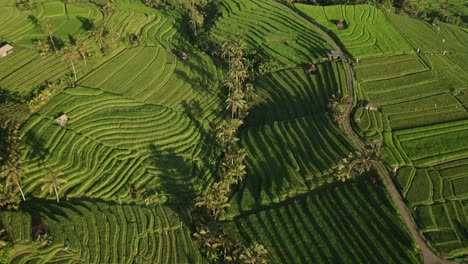 terraza de riego llena de plantas de arroz verde en jatiluwih durante el amanecer