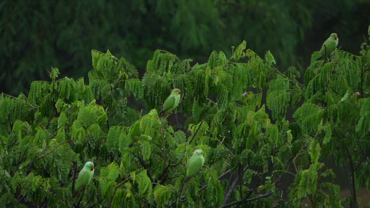 Banyak burung beo hinggap di pohon di hutan hujan.