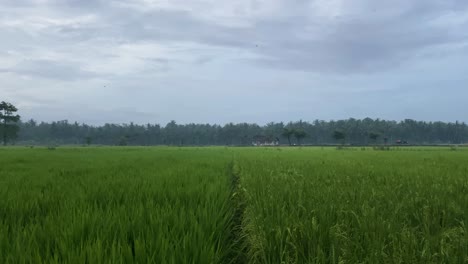 Campos-De-Arroz-Verdes-En-La-Campiña-De-Indonesia