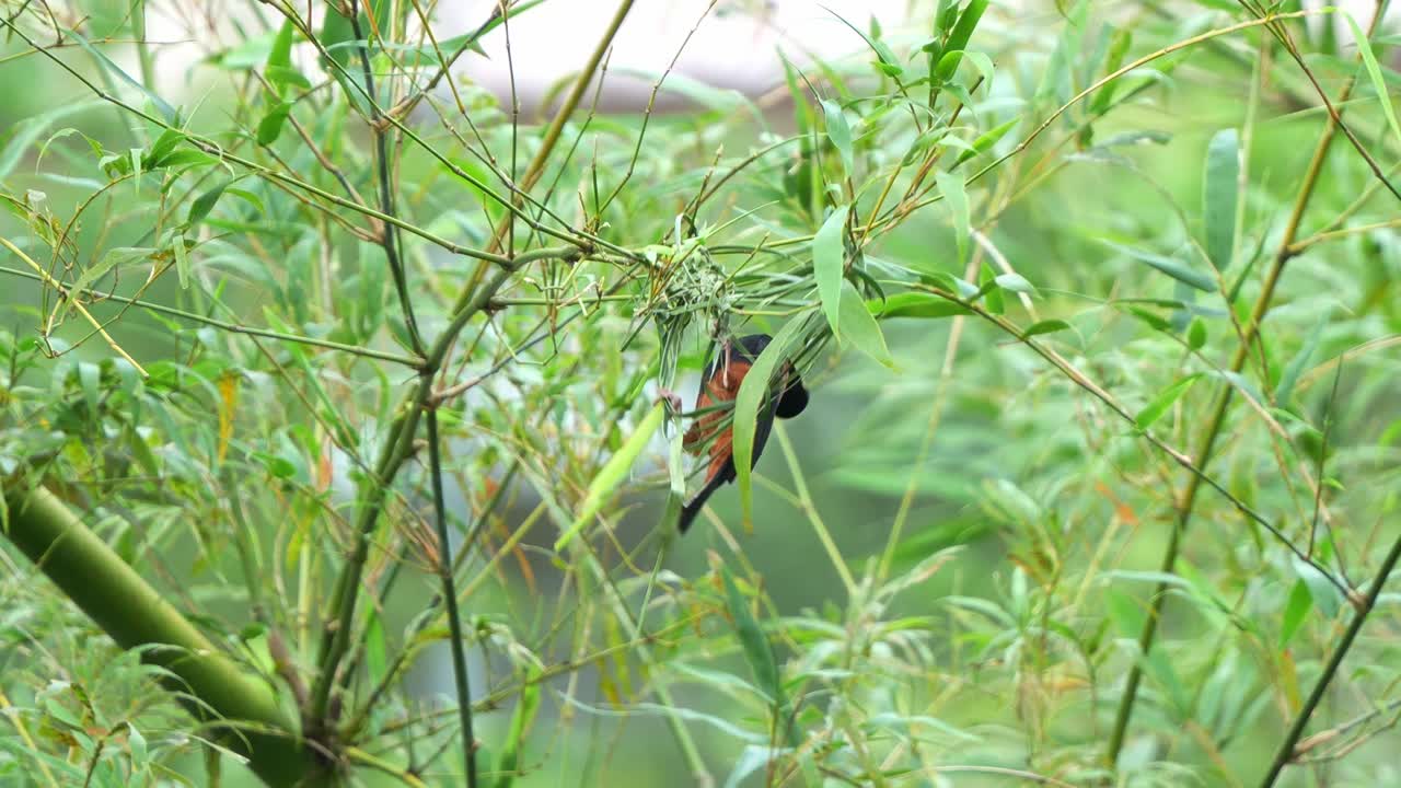 흑색 무새 (ploceus castaneofuscus) 는 번식기 동안 바람이 불어오는 날에 풀과 을 사용하여 복잡한 둥지를 짓고 건설하는 데 바니다.