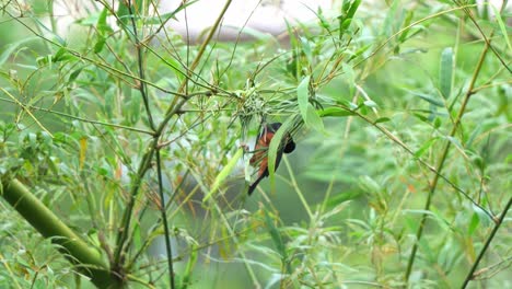 male chestnut-and-black weaver, ploceus castaneofuscus busy building and constructing an intricate nest using grass and reeds on a windy day during breeding season on a windy day