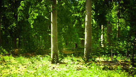 a serene forest filled with tall trees and vibrant foliage