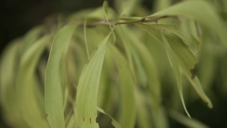 disparo de cerca de hojas verdes en un arbusto