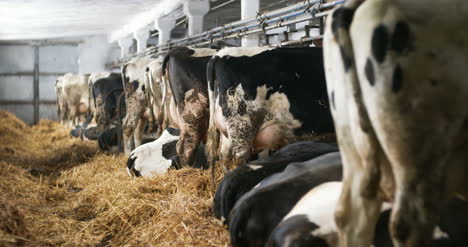 cow eating hay in farm barn agriculture dairy cows in agricultural farm barn stable 5